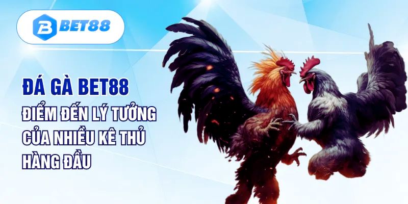 Đá Gà Bet88 - Xem Đá Gà Trực Tiếp Miễn Phí, Chất Lượng 4K