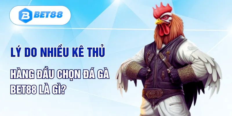 Lý do hàng triệu người chơi tham gia sảnh đá gà Bet88